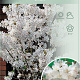 Prunus nipponica 'Brillant' 60 cm stam 5,0L