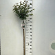Prunus nipponica 'Brillant' 120 cm stam 7,5L