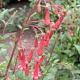 Phygelius r. 'African Queen' GM P9