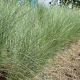 Poa labillardierei GM P9