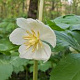 Podophyllum peltatum GM P9