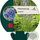 Polemonium caeruleum GM P9