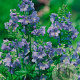 Polemonium caeruleum GM P9