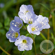 Polemonium reptans GM P9