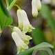 Polygonatum commutatum GM P9
