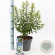 Prunus tomentosa 30-40 cm 5,0L