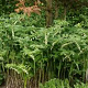 Polygonatum hyb. 'Weihenstephan' GM P9