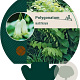 Polygonatum multiflorum GM P9