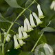 Polygonatum multiflorum GM P9