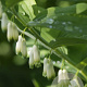 Polygonatum multiflorum GM P9