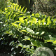 Polygonatum multiflorum GM P9