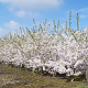 Prunus yedoensis 450-500 cm draadkluit meerstammig