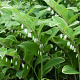 Polygonatum odoratum GM P9