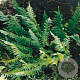 Polypodium vulgare GM P9