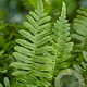 Polypodium vulgare GM P9