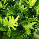 Polypodium 'Whitley Giant' GM P9