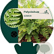 Polystichum aculeatum GM P9