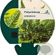Polystichum polyblepharum GM P9