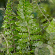 Polystichum polyblepharum GM P9