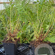 Polystichum setiferum GM P9