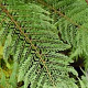 Polystichum setiferum 'Pulcherrimum Bevis' GM P9