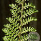 Polystichum setiferum foliosum superblum GM P9