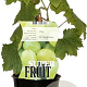 Vitis 'Dr. Smidtmans' 150-175 cm vierkant rond 5,5L