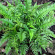 Polystichum tsussimense GM P9