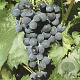 Vitis 'Muscat Bleu' 150-175 cm vierkant rond 5,5L