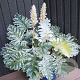 Acanthus 'Whitewater' GM P9
