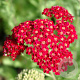 Achillea 'Petra' GM P9