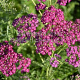 Achillea 'Velour' GM P9