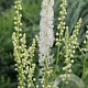 Actaea arizonica GM P9