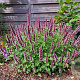 Agastache Beelicious Pink GM P9