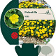 Potentilla aurea GM P9