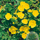 Potentilla aurea GM P9