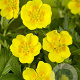 Potentilla aurea GM P9