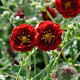 Potentilla 'Flambeau' GM P9