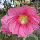 Alcea r. 'Radiant Rose' GM P9