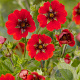 Potentilla 'Gibson's Scarlet' GM P9