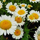 Anthemis hyb. 'Sauce Hollandaise' GM P9