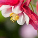 Aquilegia 'Koralle' GM P9