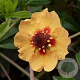 Potentilla tonguei GM P9