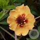 Potentilla tonguei GM P9