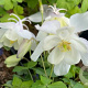Aquilegia 'Spring Magic White' GM P9
