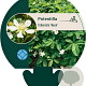 Potentilla tridentata 'Nuuk' GM P9