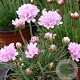 Armeria 'Rosi' GM P9