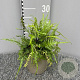 Asplenium ebenoides GM P9