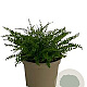 Asplenium trichomanes GM 2,0L