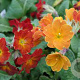 Primula 'Bronze' GM P9